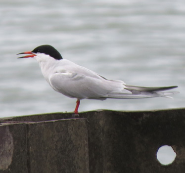 Common Tern Magee Marsh Estuary 5_16_2015